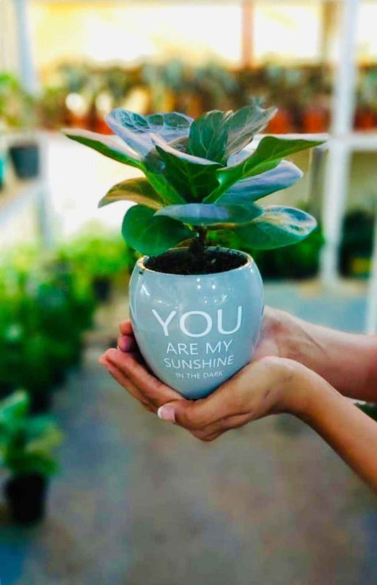 Fiddle mini in Ceramic Pot