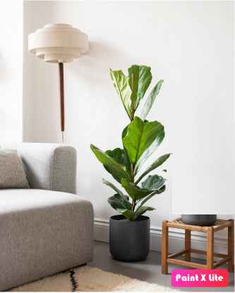 Fiddle Fig - Single Stem