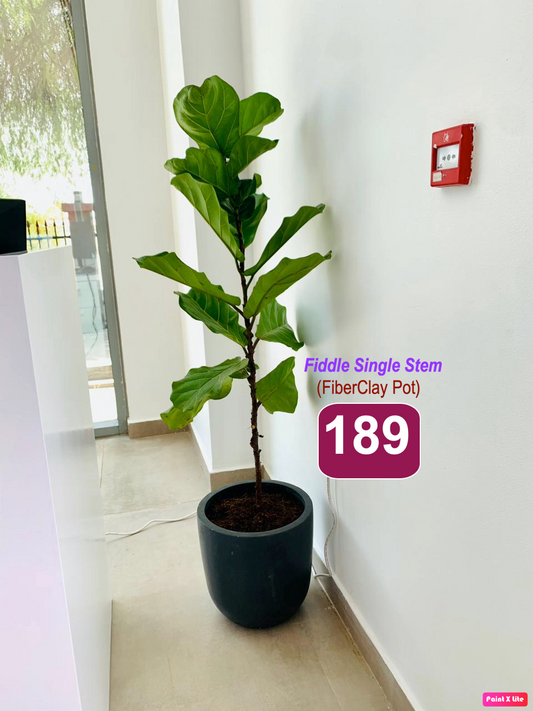 Fiddle leaf fig single stem in black fiber clay pot placed indoors by a white wall
