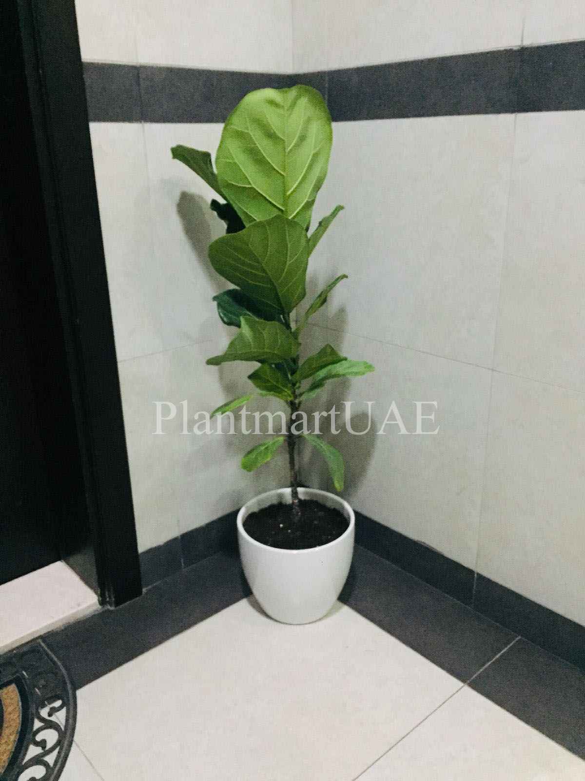 Fiddle Fig - Single Stem