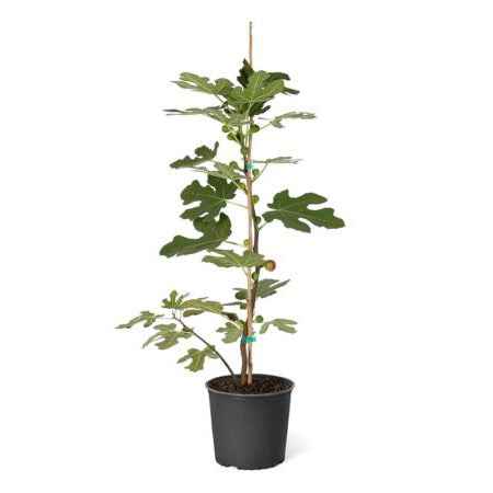 Common Fig Tree | Ficus Carica | 1mtr