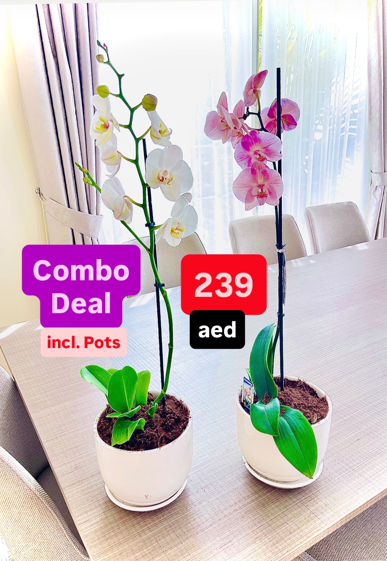 Potted COMBO: Orchid 2pcs color with Ceramic Pots