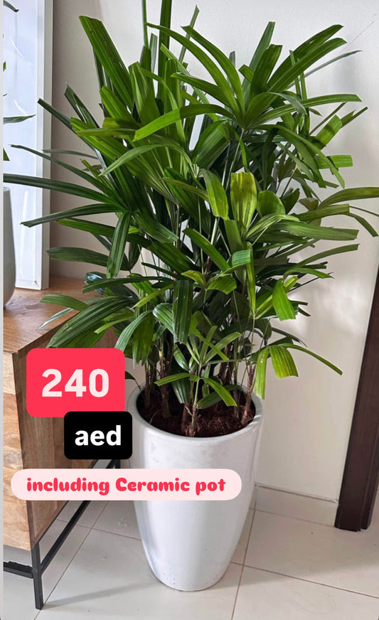 Broadleaf Lady Palm 130cm in an Elegant white pot