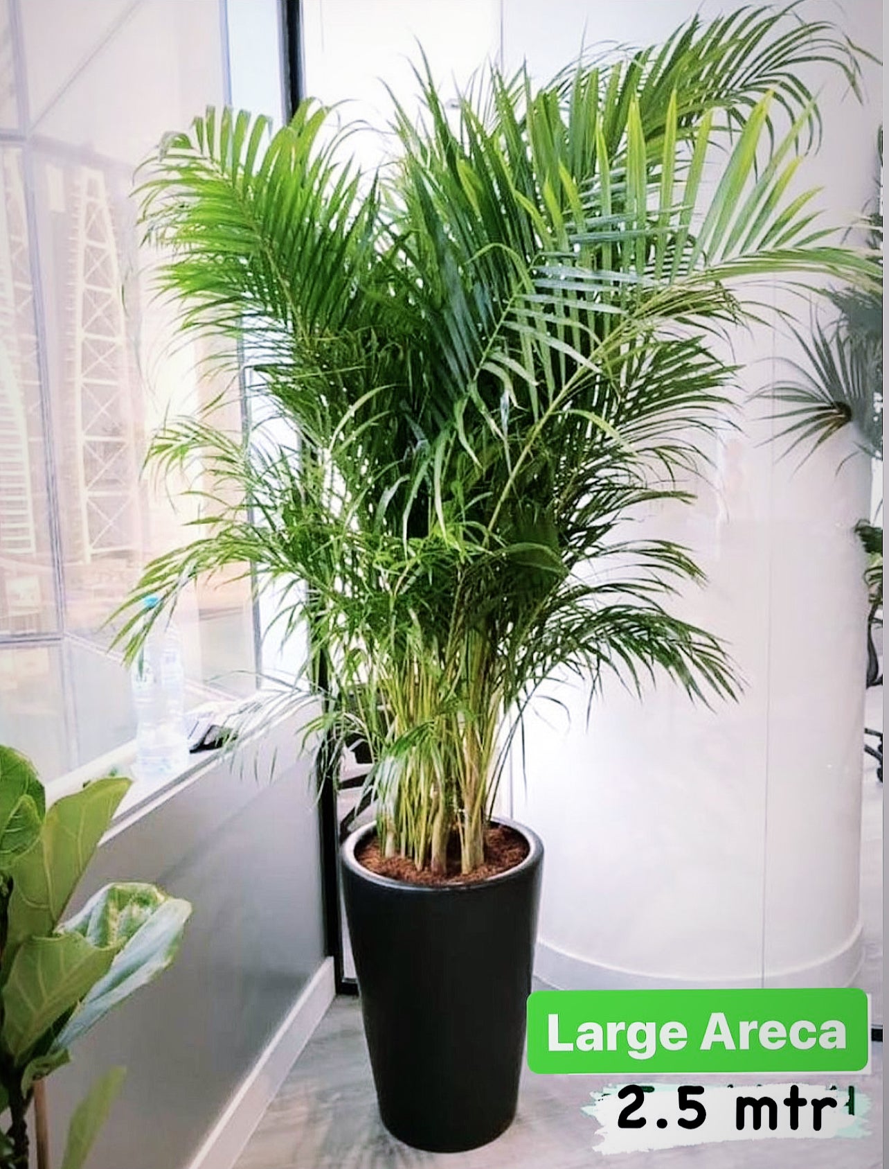 Tall indoor Areca palm plant in a black pot near a window, 2.5 meters high