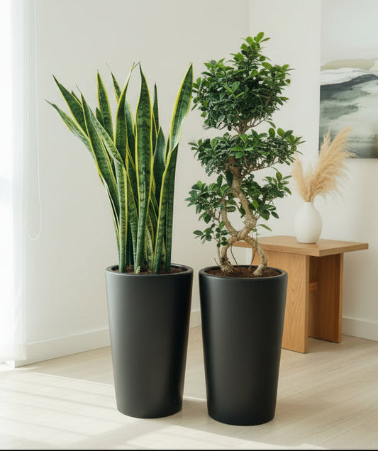 Combo: Sansevieria XL + Bonsai Tangled in Large Ceramic Pots
