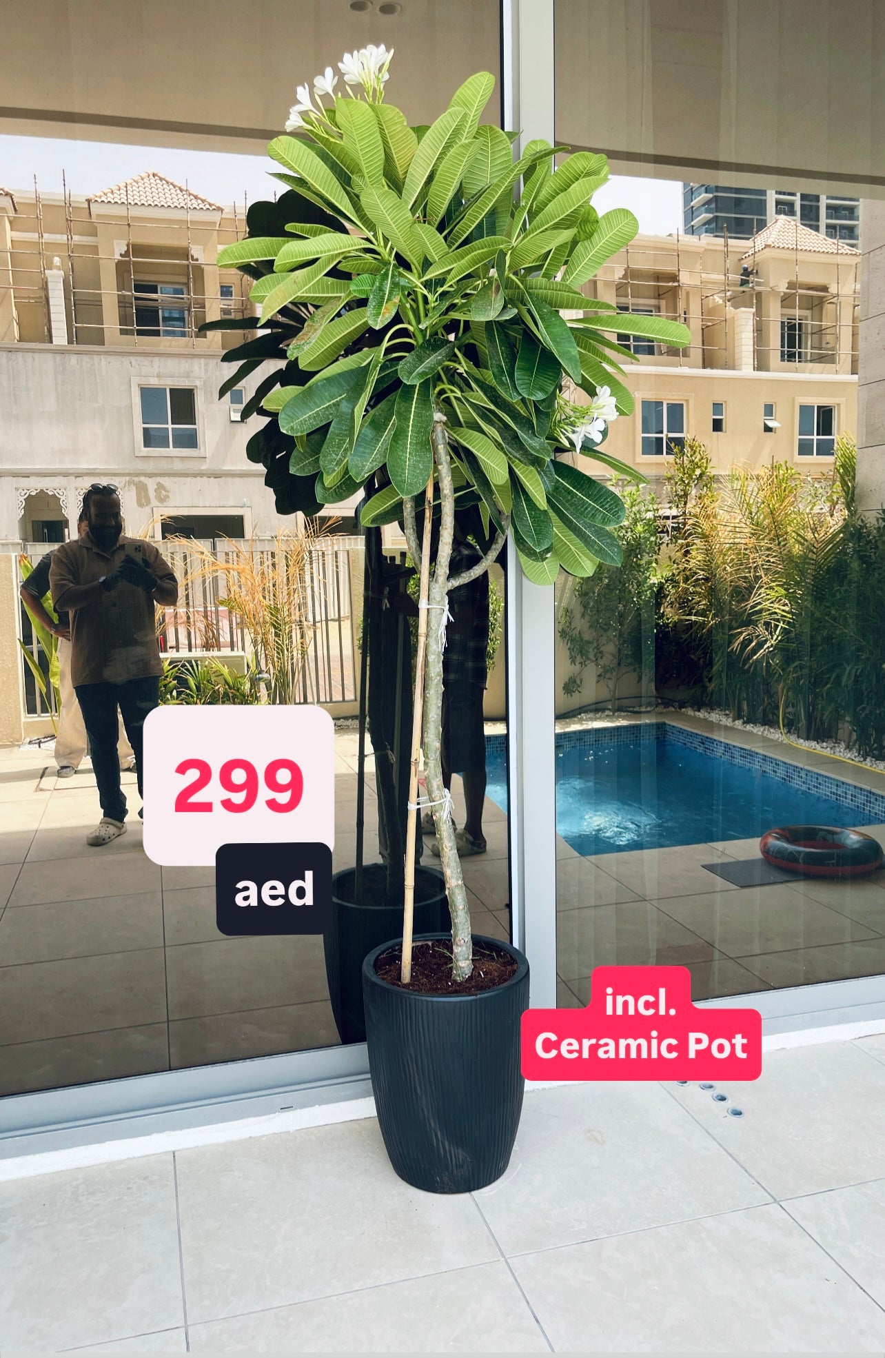 POTTED Plumeria Obtusa 2mtr-2.2mtr “Frangipani in CERAMIC Pot | outdoor plants
