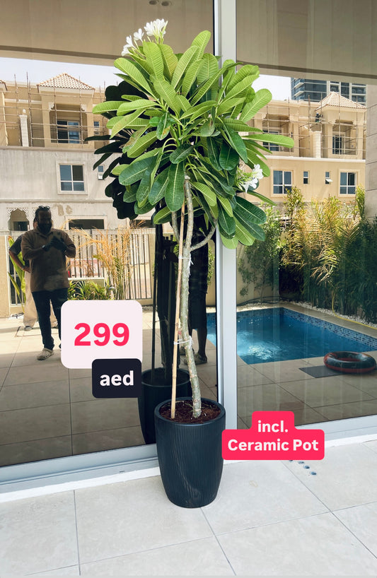 POTTED Plumeria Obtusa 2mtr-2.2mtr “Frangipani in CERAMIC Pot | outdoor plants