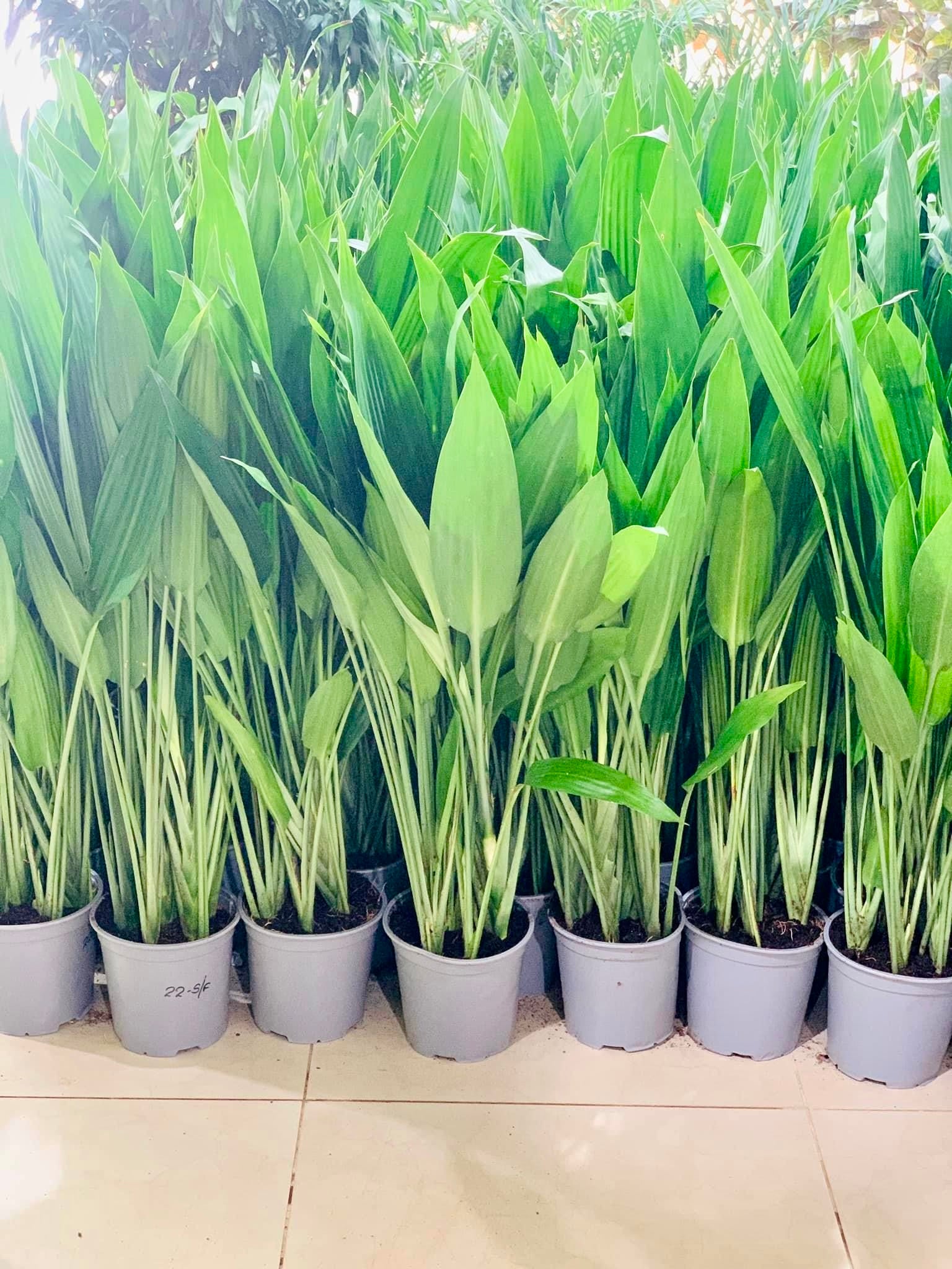 Tall green indoor plants with long leaves arranged in gray pots on a tiled floor