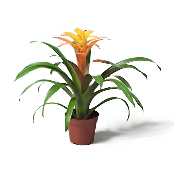 Guzmania indoor plant with bright orange-yellow flower in a brown plastic pot