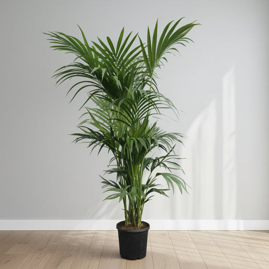 Giant Kentia Palm Holland