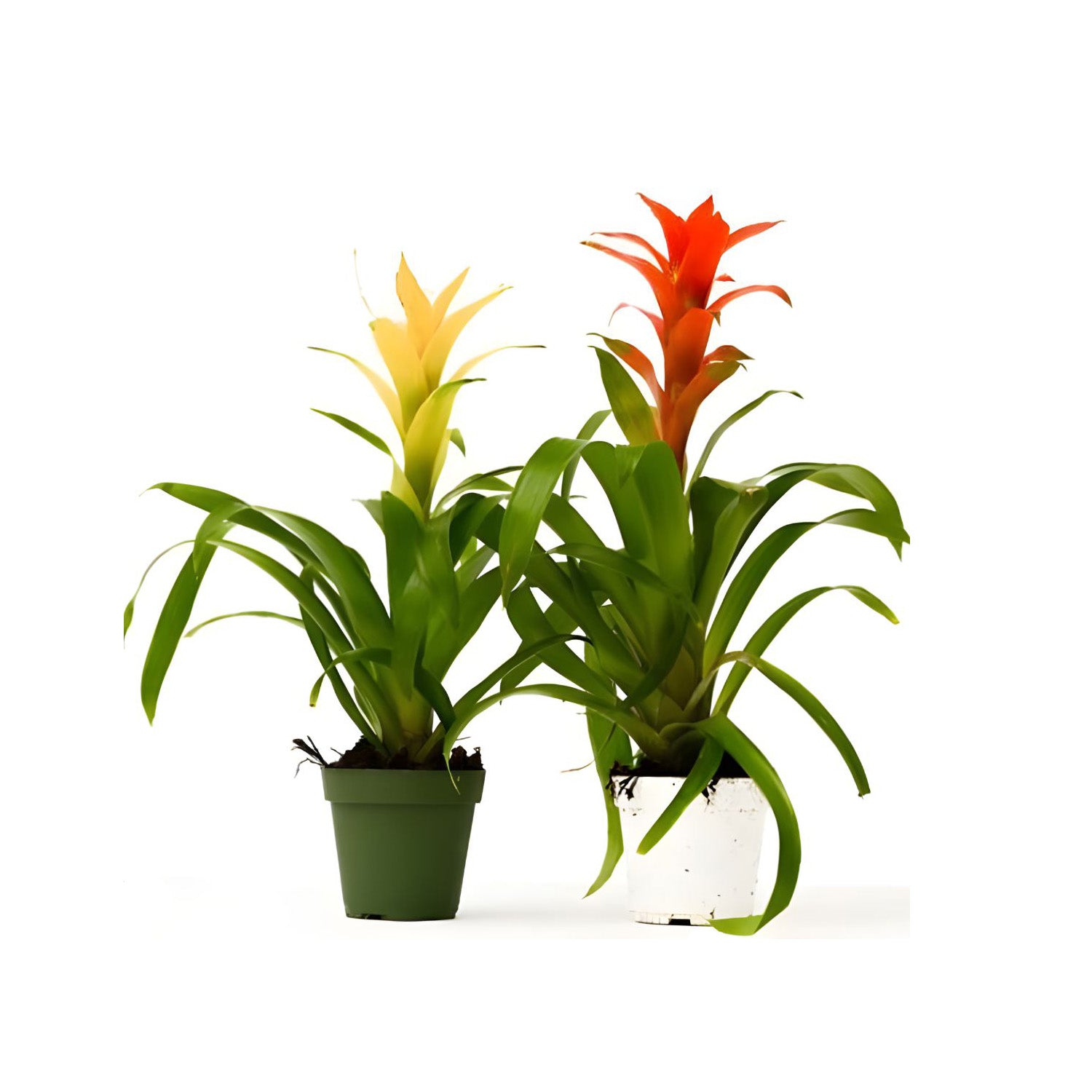 Two Guzmania Bromeliad indoor plants with bright red and yellow flowers in pots