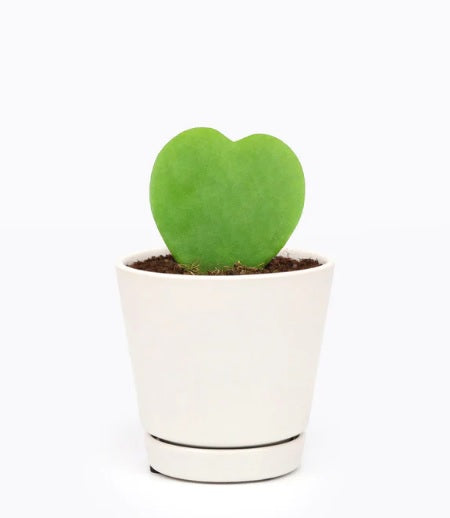 Hoya heart plant in small white ceramic pot, minimal indoor plant decor