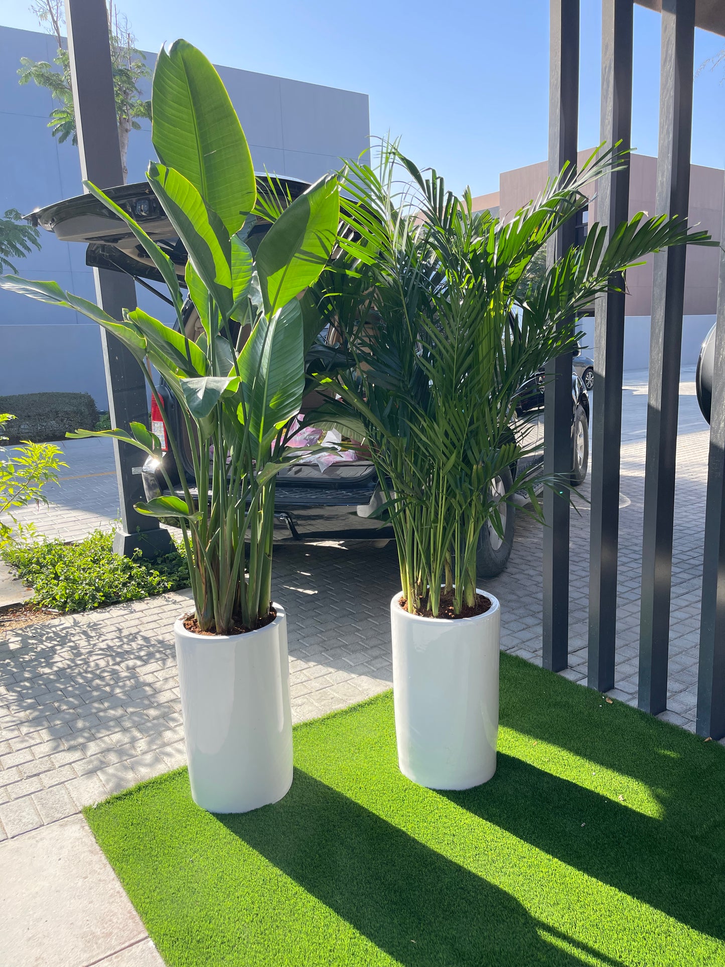 Potted Combo: Bird of Paradise + Areca|Bamboo Palm in Large Ceramic Pots | Indoor Plants