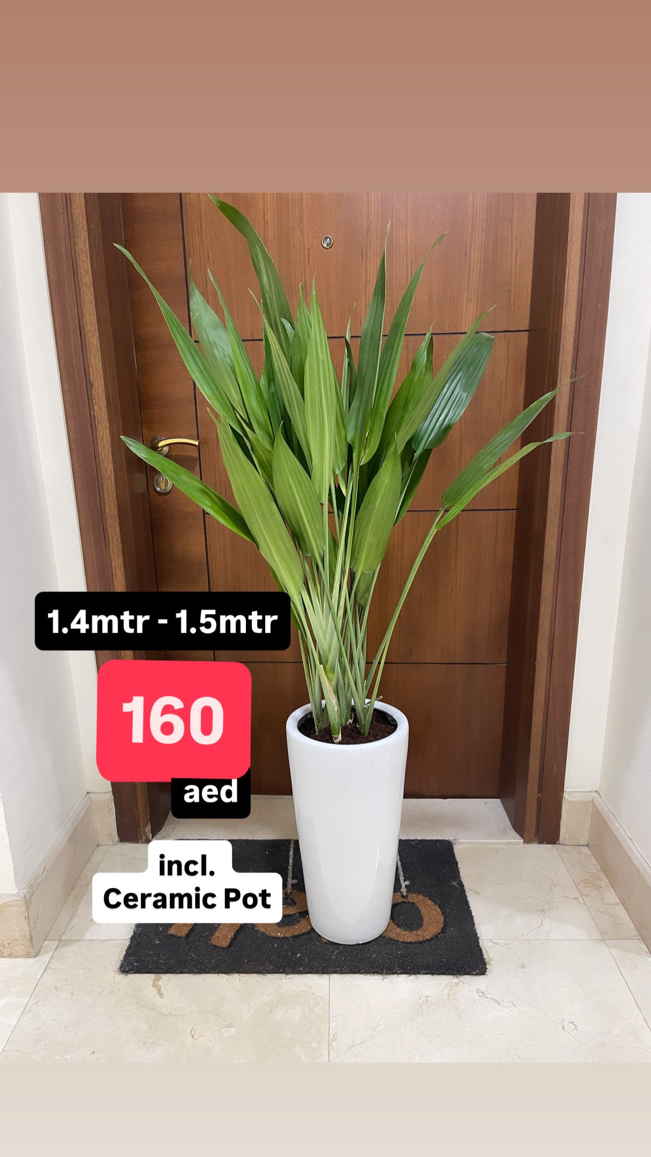 Lance Dracaena in Ceramic Pot (150cm+ Overall) | Dracaena Aubryana Indoor Plant | Cast Iron Plant |