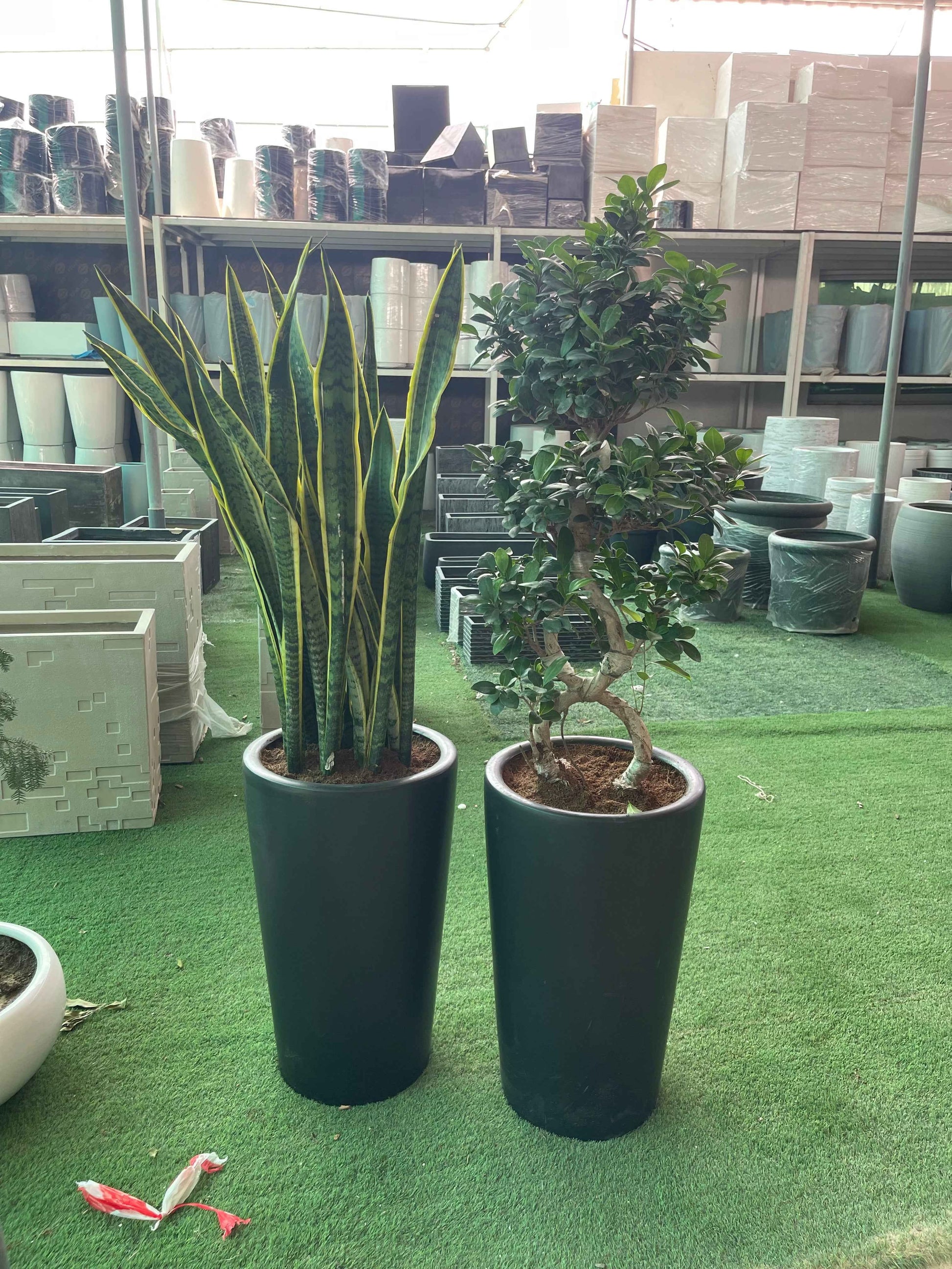 Combo: Sansevieria XL + Bonsai Tangled in Large Ceramic Pots
