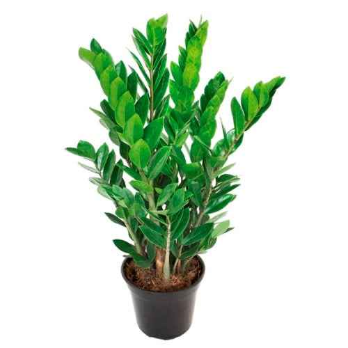 Zamioculcas ZZ Plant 60cm-70cm - Zanzibar Gem Indoor Plant (L)