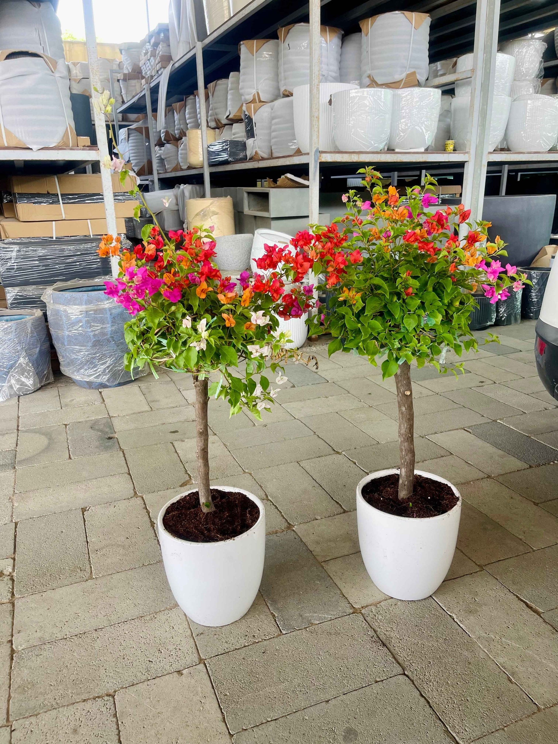 Potted 2Pcs Bougainvillea (Size: 80cm-90cm) in CERAMIC Pots