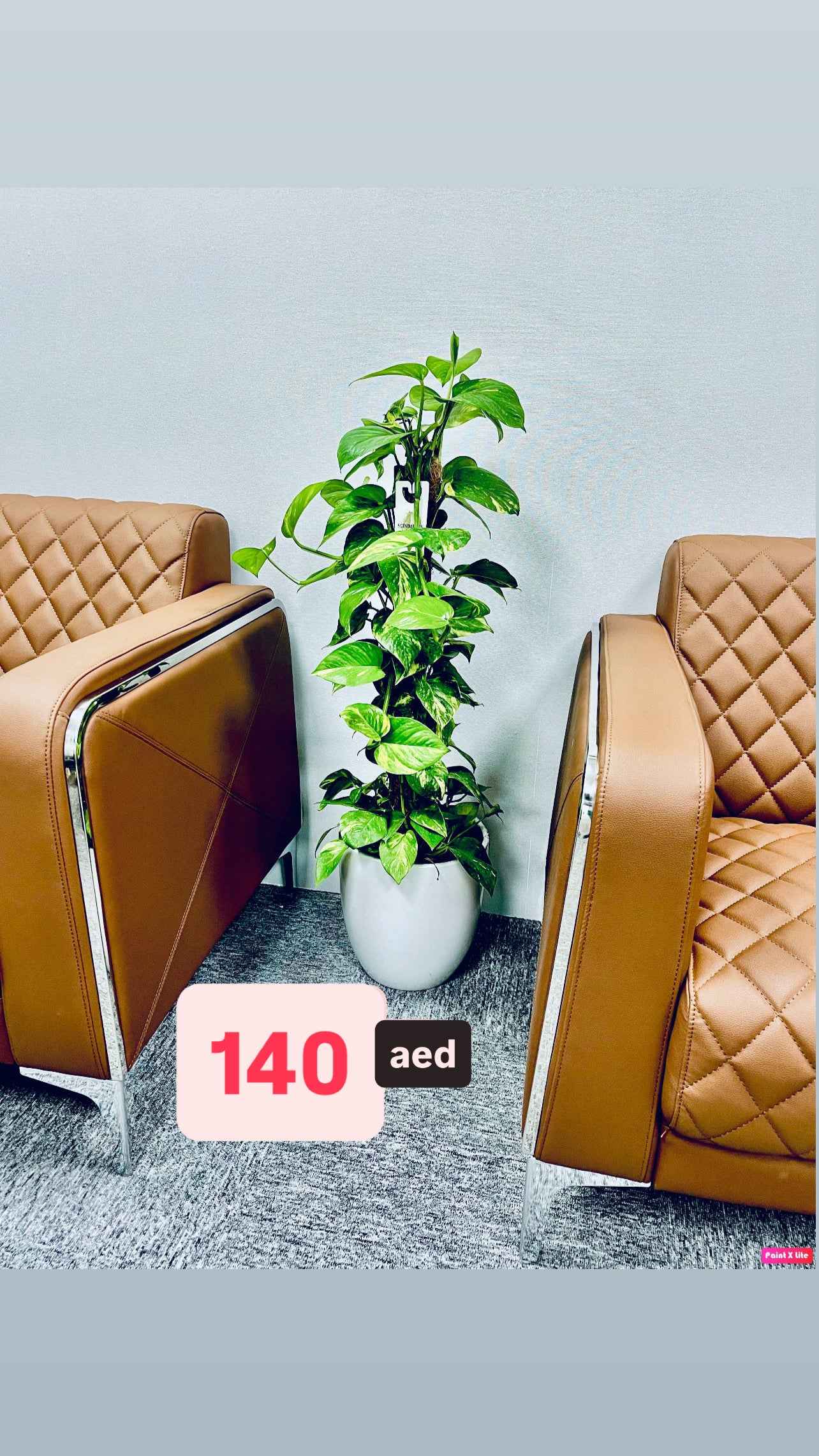 POTTED Money Plant Holland 1mtr-1.1mtr in Ceramic Pot