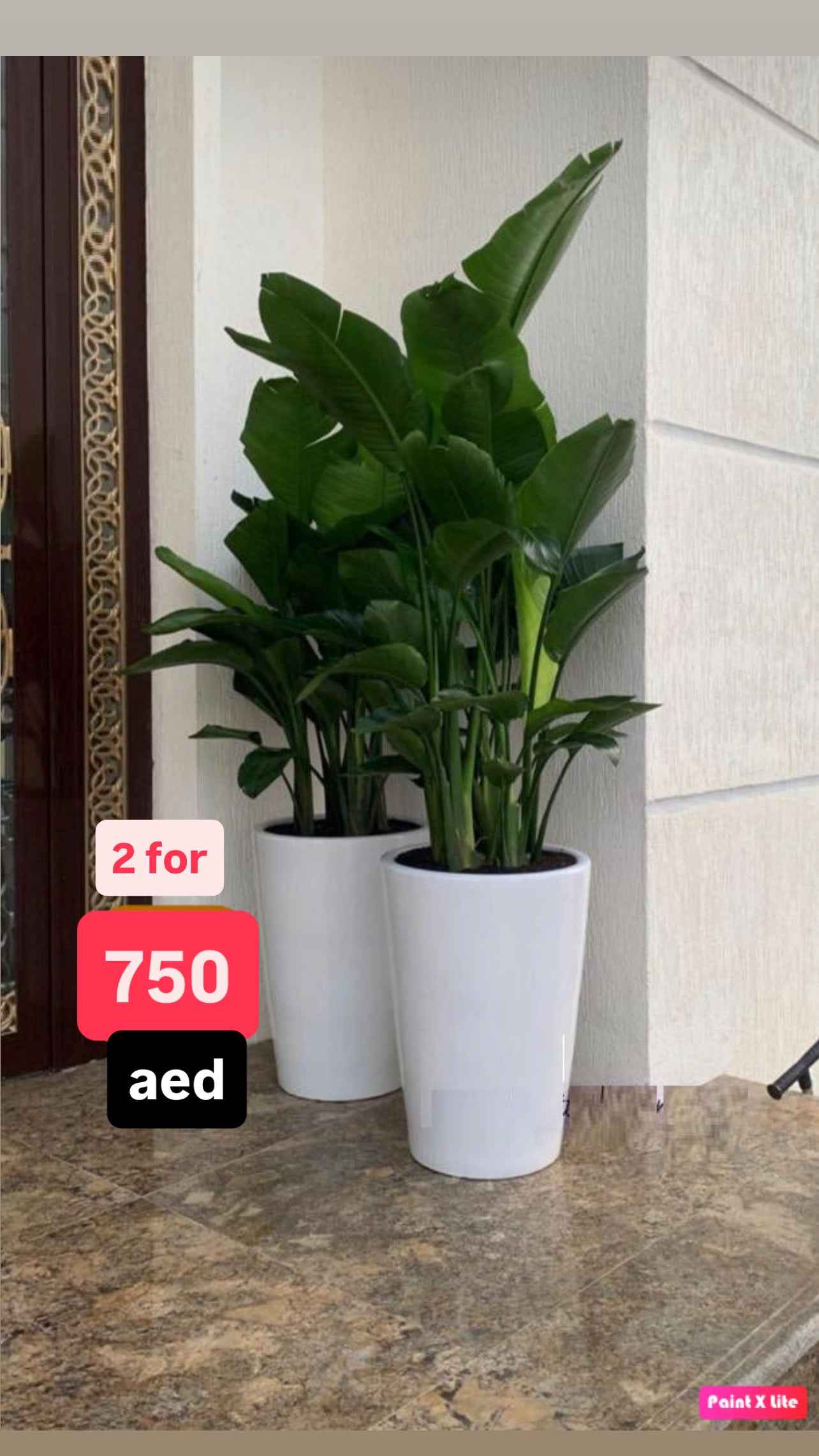 COMBO OFFER - Bird of paradaise with ceramic pot