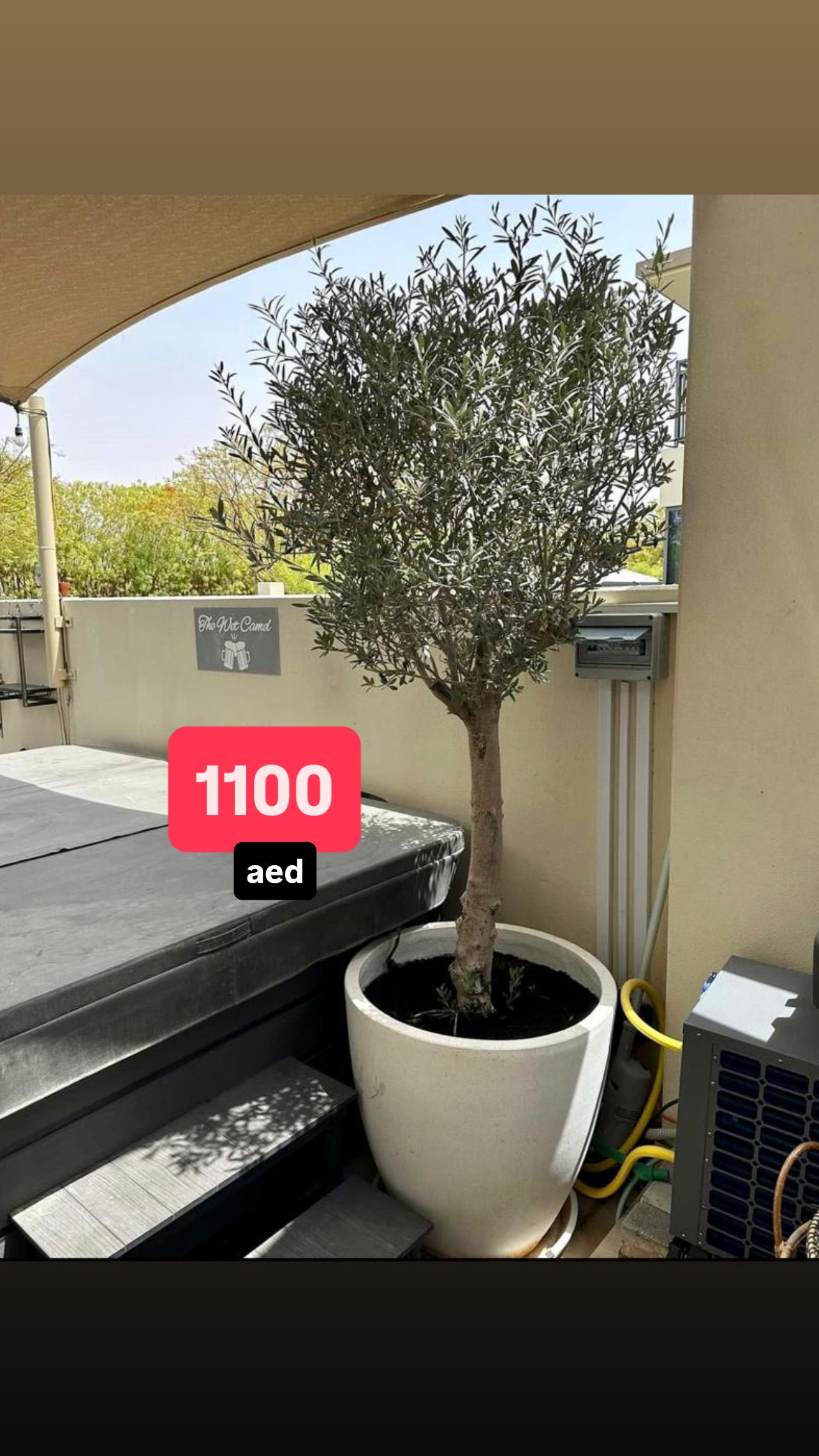 POTTED Olive Tree (overall 2.1mtr - 2.3mtr) in Fiber Pot