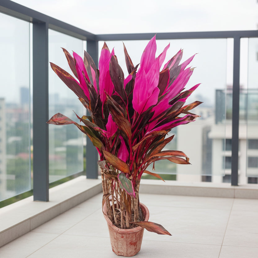 Cordyline Plant 90cm - 110cm