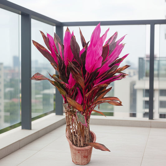 Cordyline Plant 90cm - 110cm