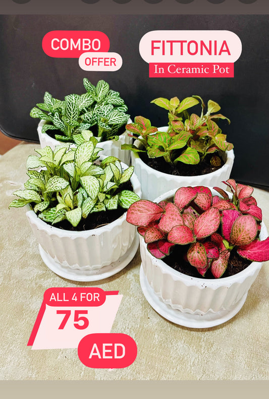 Combo of four Fittonia houseplants in white ceramic pots with colorful foliage