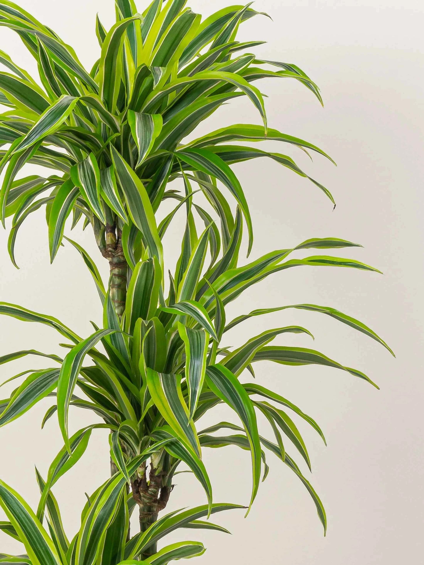 Dracaena Lemon Lime Plant 110cm-120cm | Dracaena Fragrans Indoor Plant