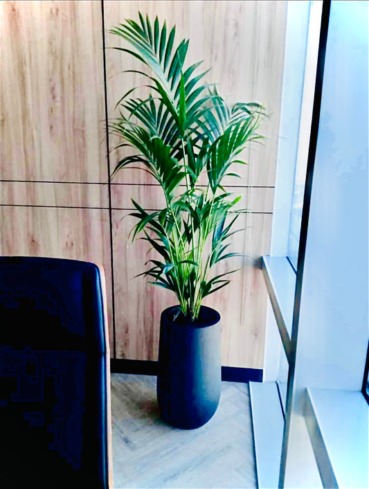 Tall Kentia palm in a modern ceramic pot, placed by a glass window and wood wall indoors.