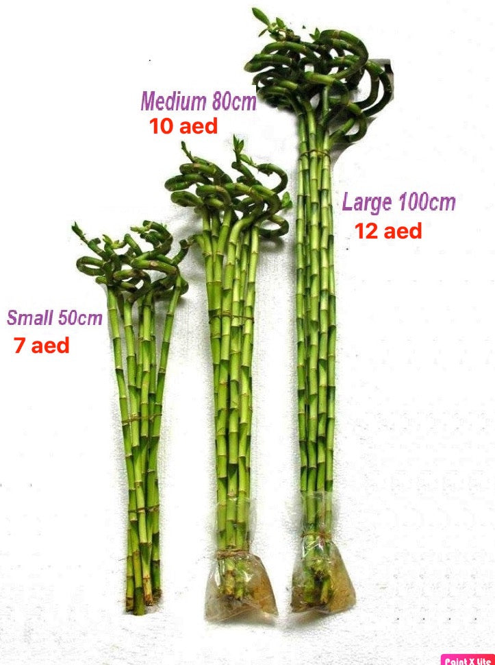 Lucky bamboo single sticks in small, medium, and large sizes with visible price tags.