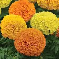Marigold “Tagetes” 10cm - 15cm