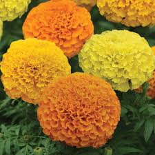 Marigold “Tagetes” 10cm - 15cm