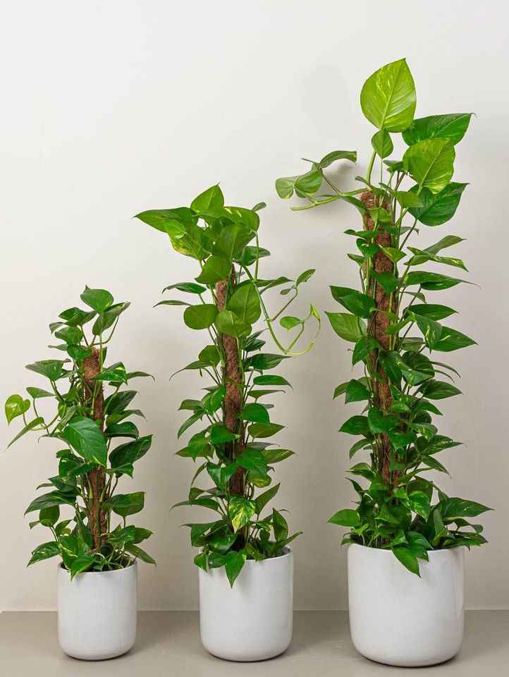 Money Plant HOLLAND - Epipremnum Aureum Moss Stick | Indoor Plant | Best Online Plants at PlantMartUAE.com