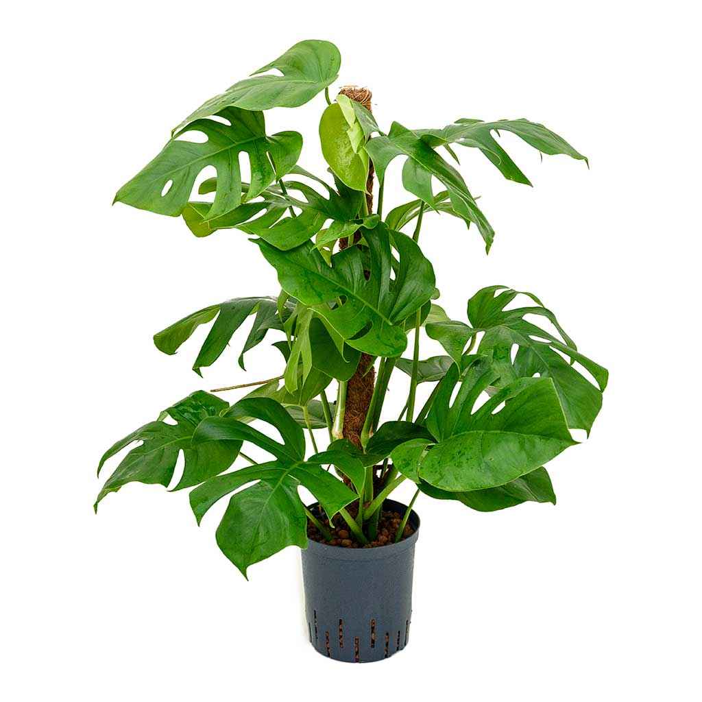 Monstera Deliciosa / Swiss cheese Plant  Ceriman, Swiss Cheese Plant, Monstera, Mexican Breadfruit, Delicious Monster, Split-leaf philodendron