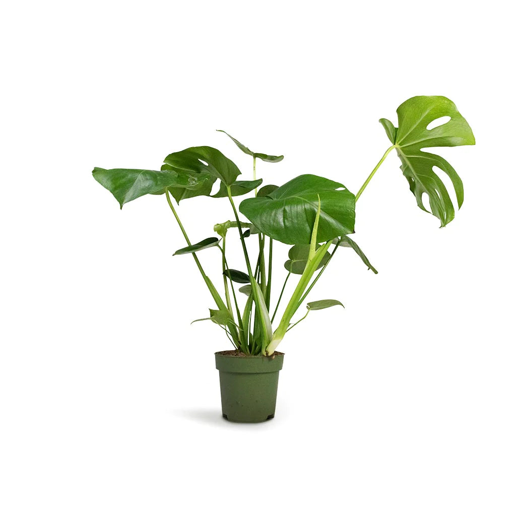 Monstera Deliciosa Swiss Cheese Plant in green pot with split leaves, isolated on white