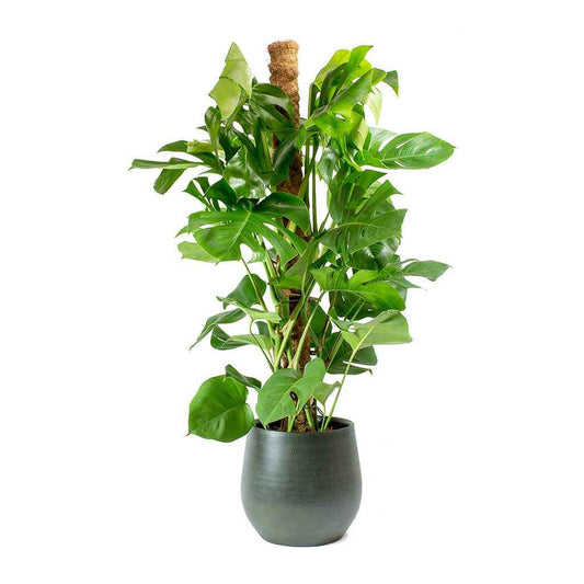 Monstera Deliciosa / Swiss cheese Plant  Ceriman, Swiss Cheese Plant, Monstera, Mexican Breadfruit, Delicious Monster, Split-leaf philodendron