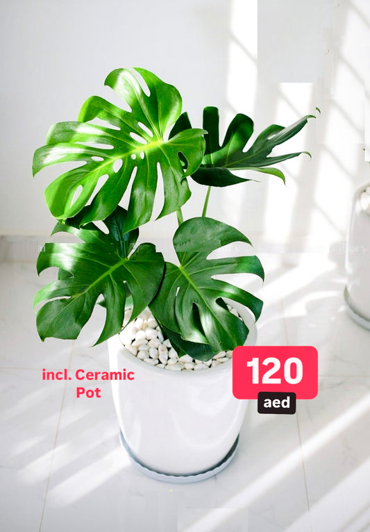 Monstera HOLLAND 80cm  | White Ceramic Pot