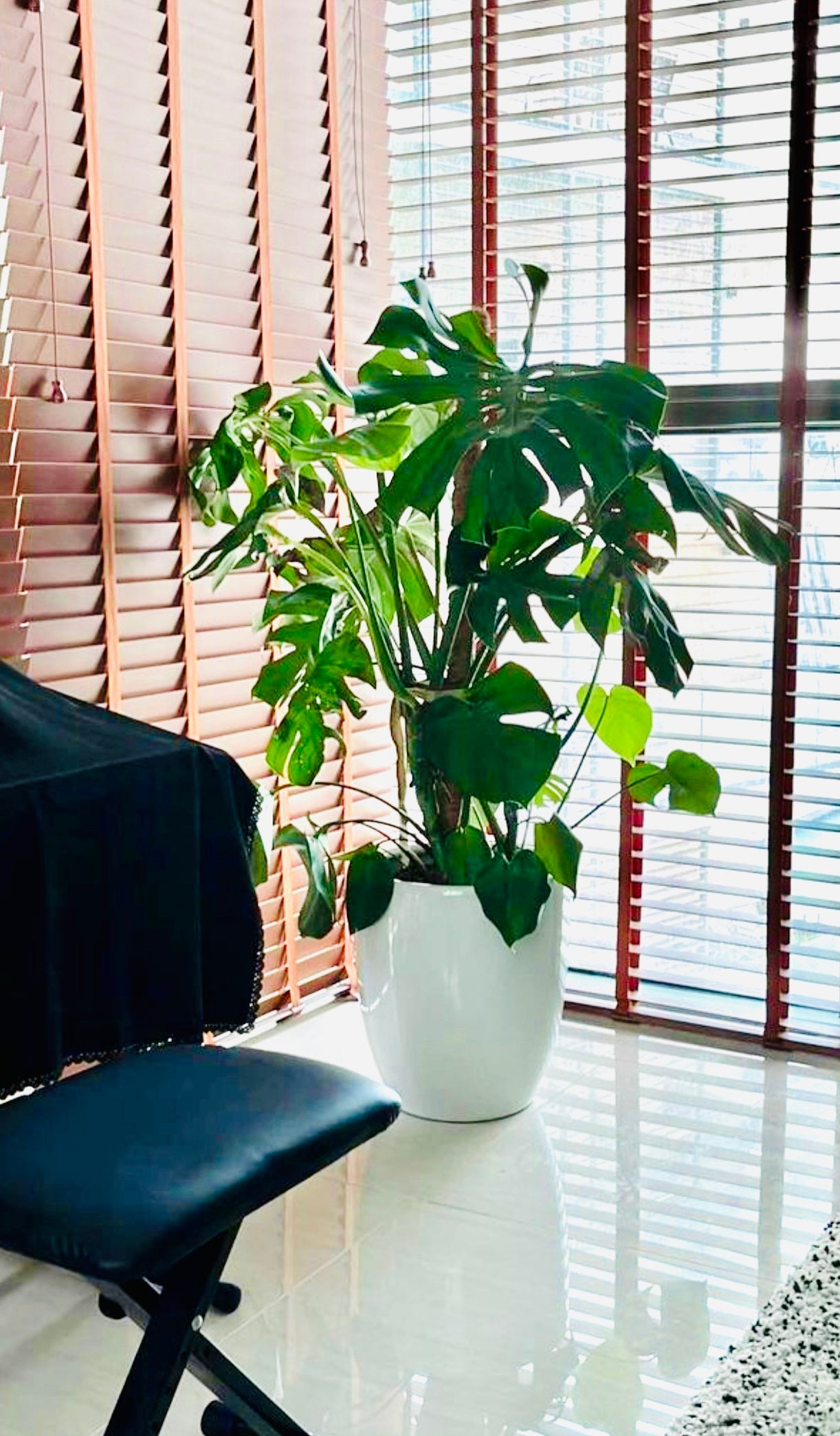 Large Monstera deliciosa in white pot by sunny window with wooden blinds, indoor plant