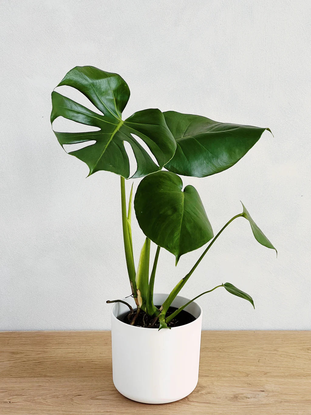 Monstera indoor plant with split leaves in a white pot on a wooden surface