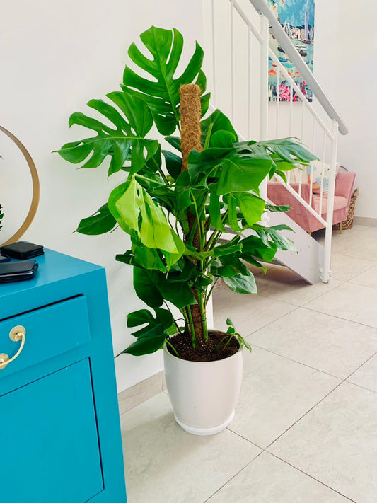Large Monstera deliciosa plant in white ceramic pot indoors near staircase