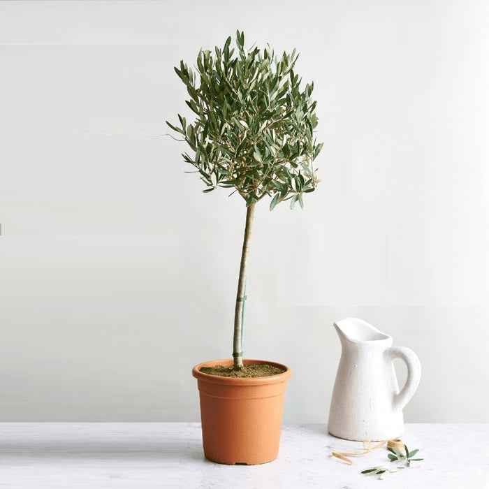 Olive Tree Indoor Plant Potted 160cm-170cm in Ceramic Pot - Perfect for Indoor Decor