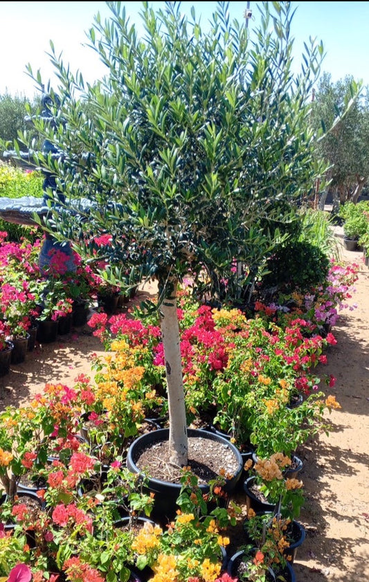 Tall potted olive tree surrounded by colorful flowering plants in an outdoor garden setting