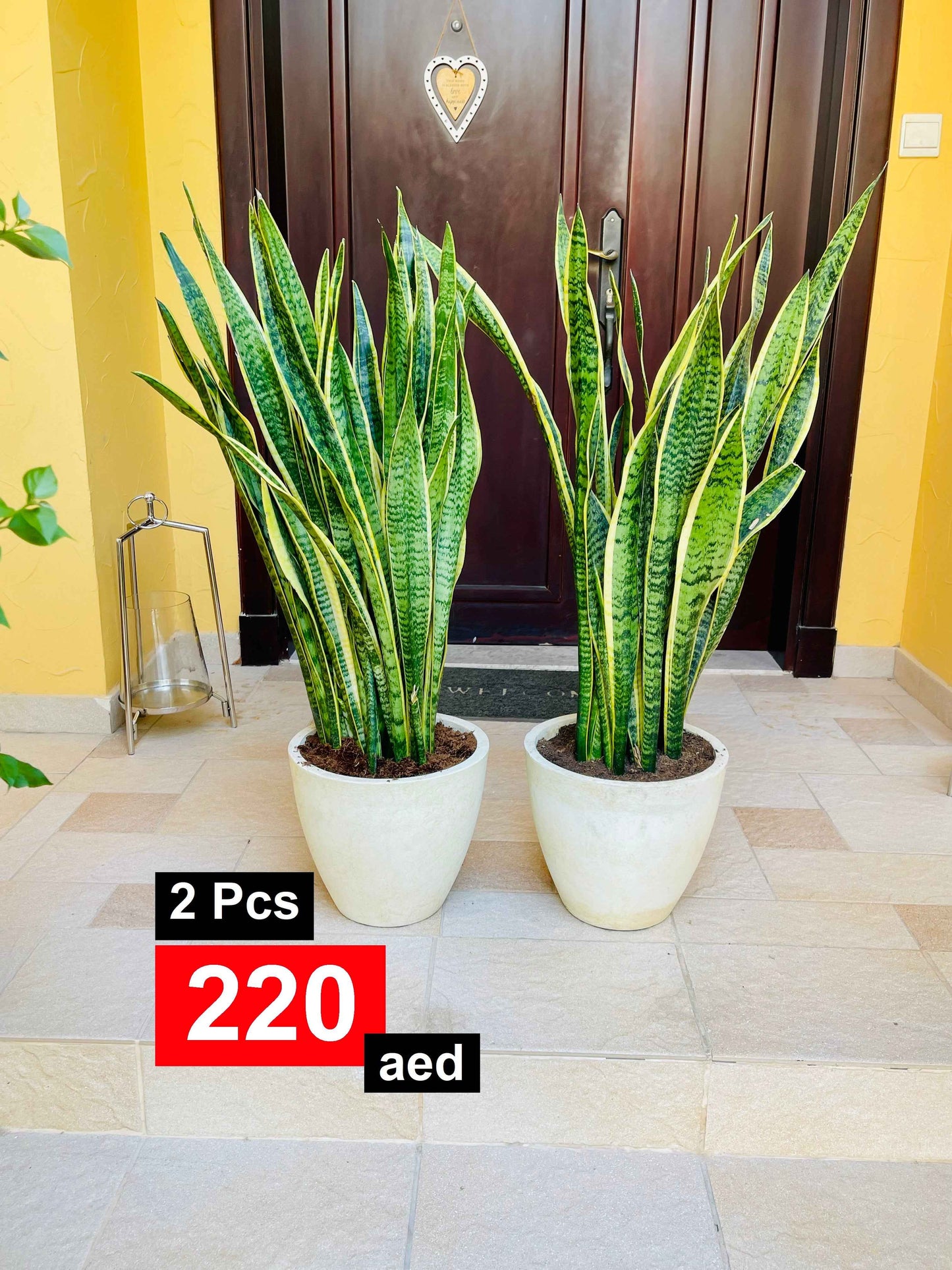 POTTED 2pcs Snake Plant Large in FiberPot | 1 mtr