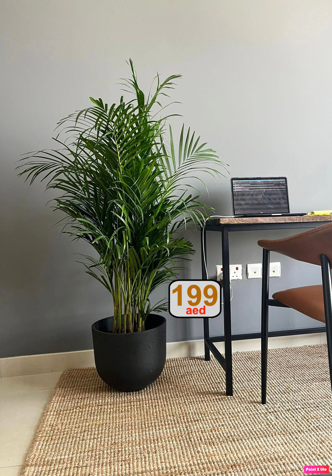 Tall Areca Palm in black fiber clay pot, indoor by desk, vibrant green houseplant decor