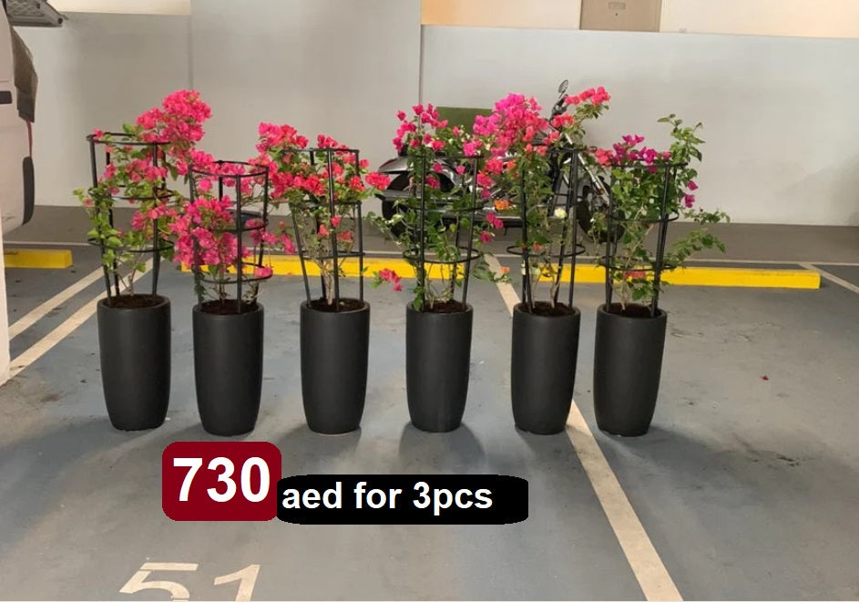 POTTED Bundle: 6 Bougainvillea in Ceramic Pots / Outdoor Plants