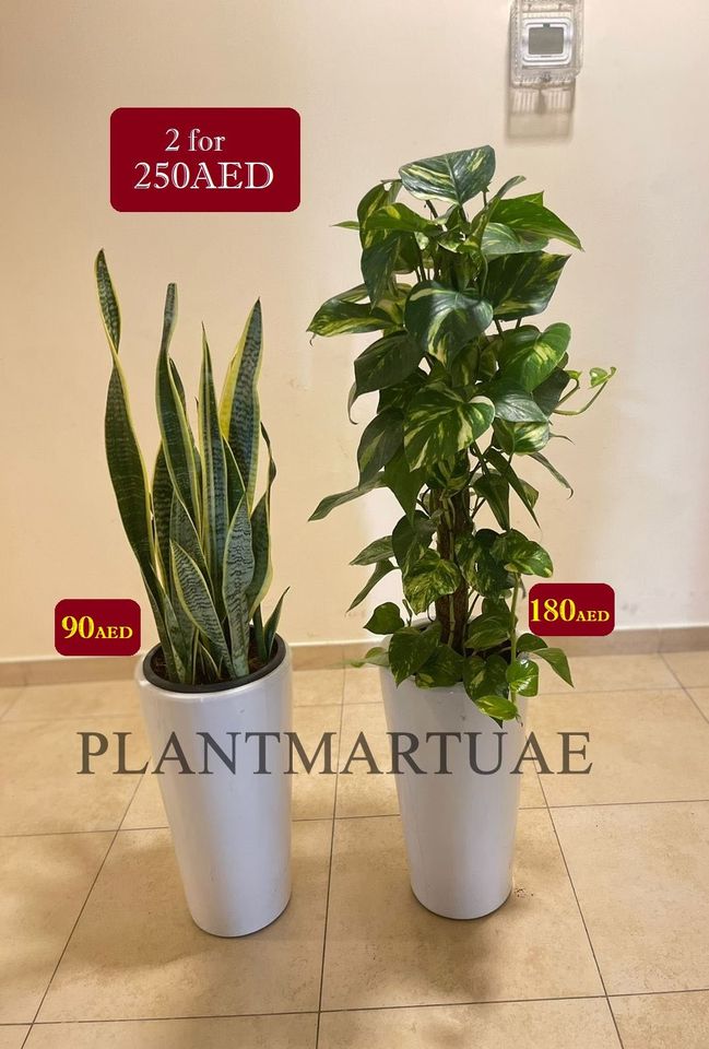 Money plant and snake plant in white ceramic pots displayed indoors with price tags