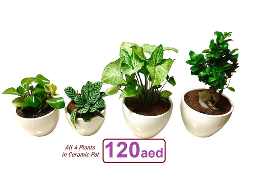 Four indoor plants in white ceramic pots, grouped on a white background, price label visible.