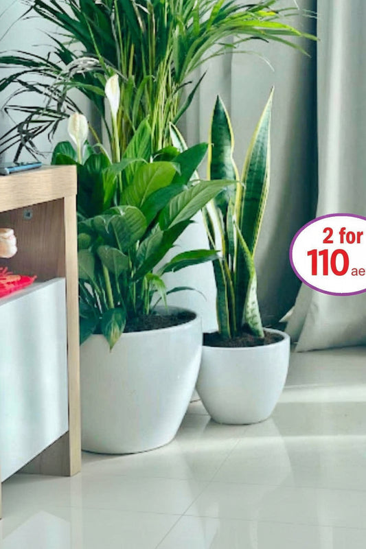 POTTED Combo: Peace Lilly | Snake plant in CERAMIC pot