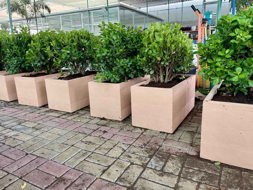 POTTED Ficus Panda Ball(2nos.) in Box-shape Fiber Clay Pot
