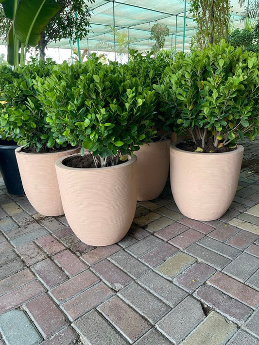 Ficus Panda Ball plants in beige fiber clay pots on brick patio outdoors
